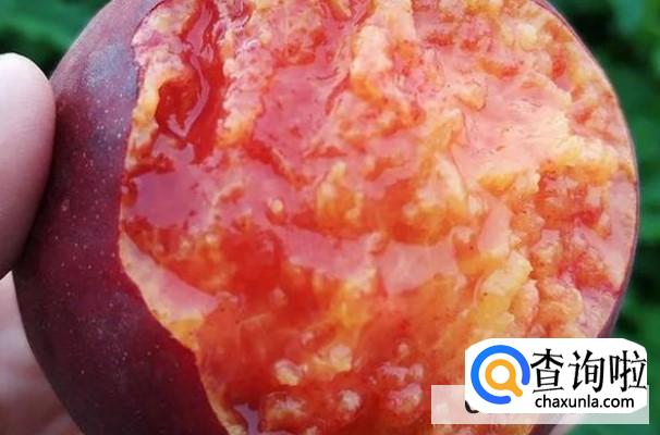 黑桃皇后这种水果好种植吗