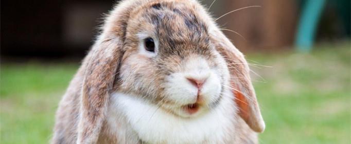 兔子的耳朵有什么作用