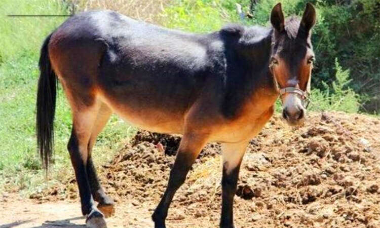 驴骡与马骡的区别