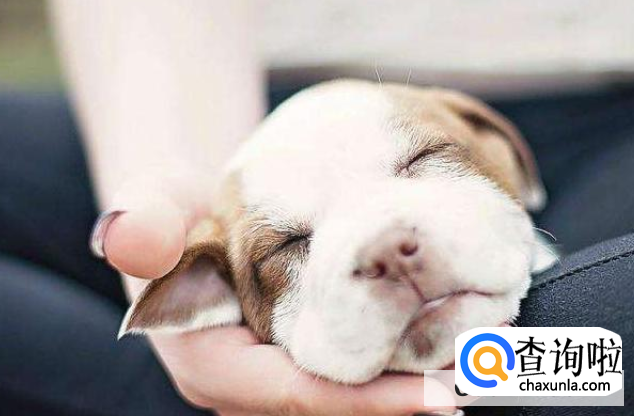 如何训练狗狗定点大小便