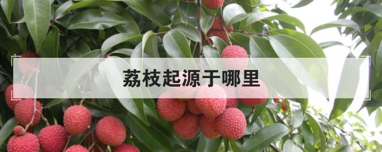 荔枝起源于哪里
