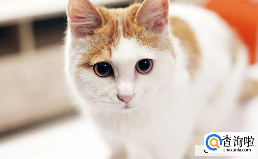 猫咪肾衰有哪些危害