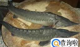 怎么做好吃的清蒸鲟鱼