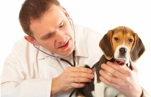 世界名犬排行榜前十