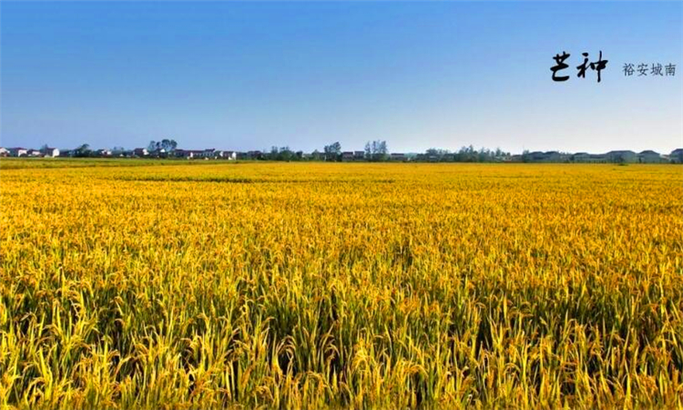 芒种是什么意思