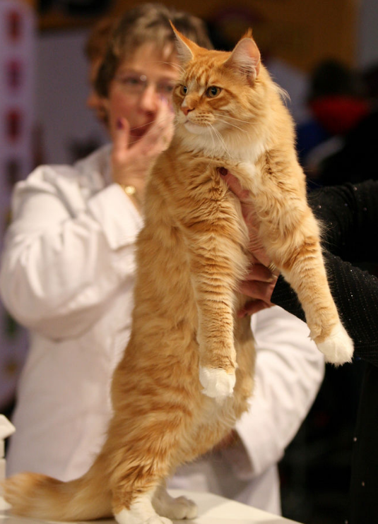 世界上最大的猫