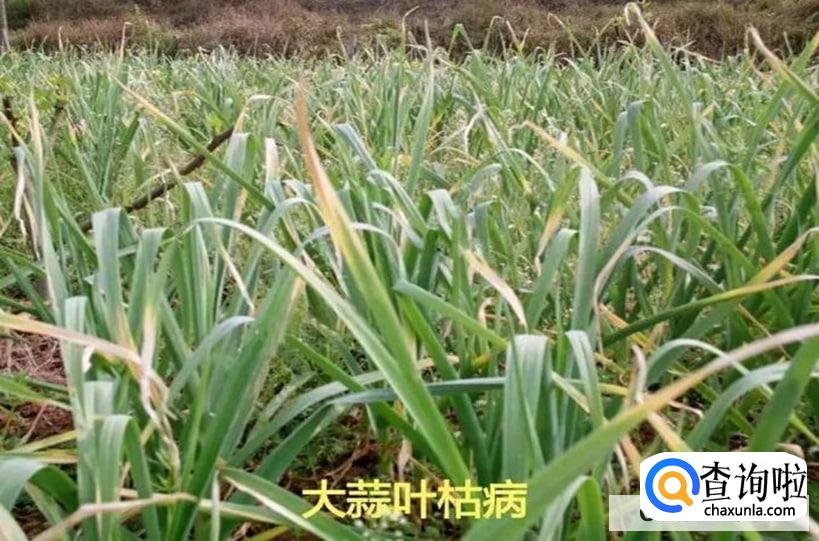 大蒜苗叶枯病很严重怎么治疗