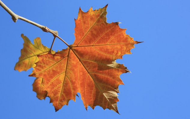 一叶知秋的感情寓意