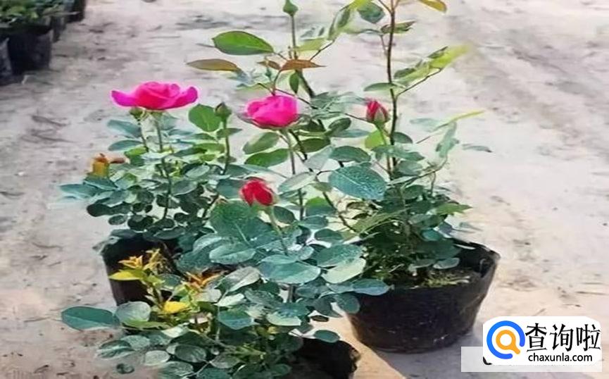 玫瑰花如何修剪枝条较好