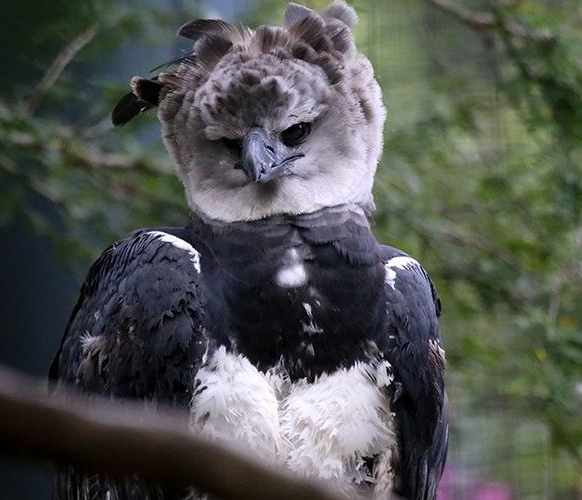 世界上最大的鸟