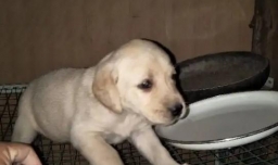 刚买得拉布拉多怎么饲养