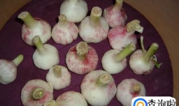 醋蒜的制作的方法