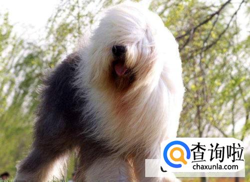 女生养大型犬可以吗