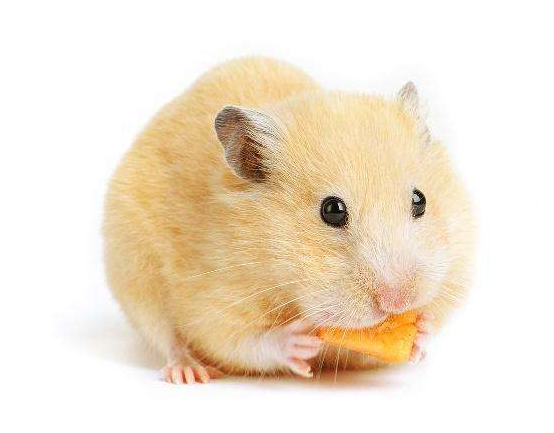 84年属什么生肖