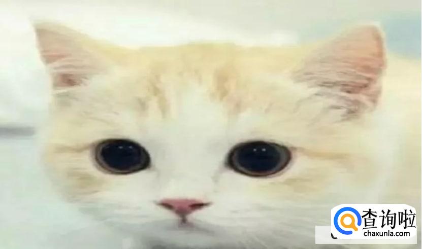 怎么去除家里的猫臭味