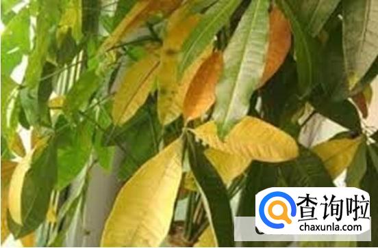 发财树叶发黄怎么处理