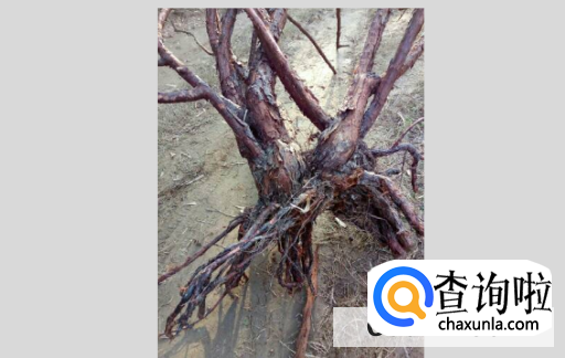 怎么能让龙须树分叉