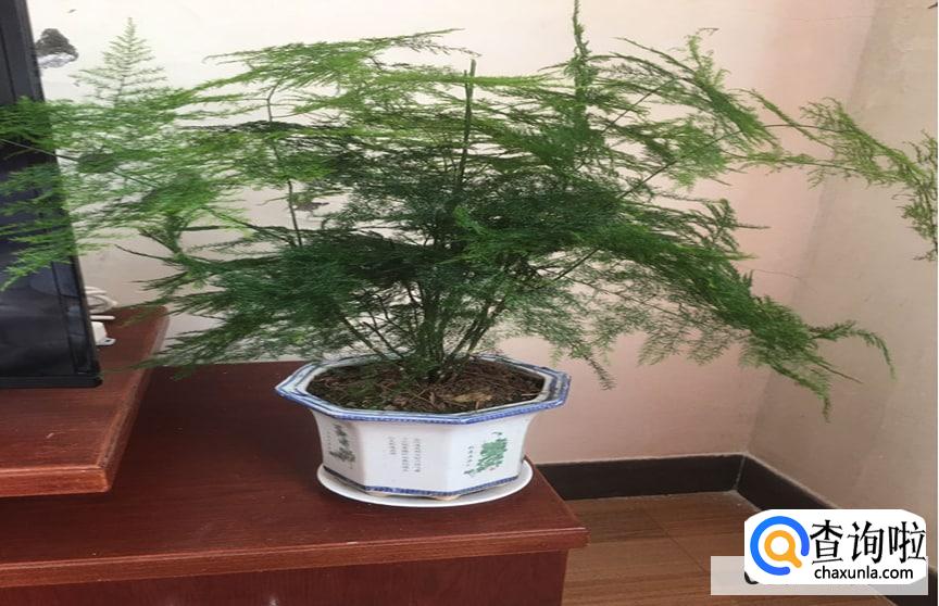 文竹叶子发黄干枯怎么处理