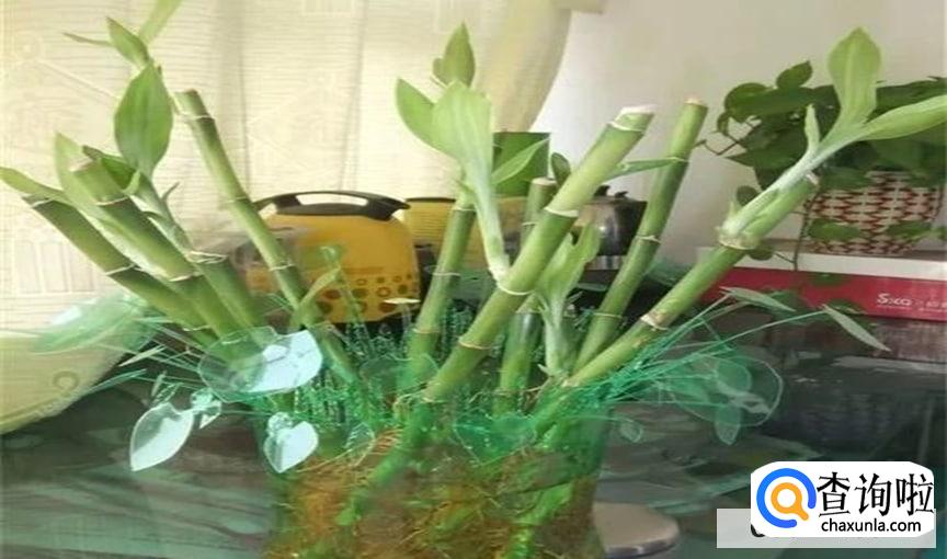 雪碧养花有什么作用吗