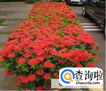 龙船花开完花以后要怎么修剪好