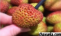 挑选荔枝的小窍门
