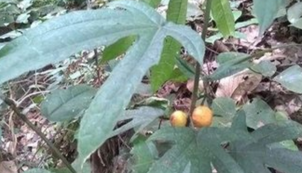 五指毛桃是什么