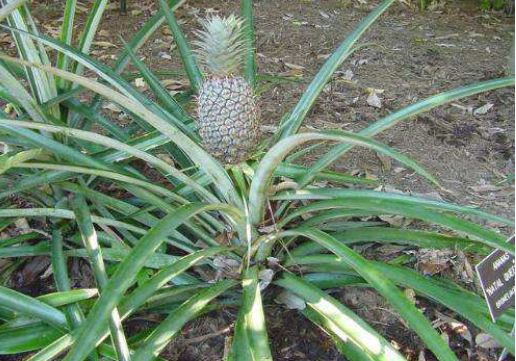 菠萝长在哪里