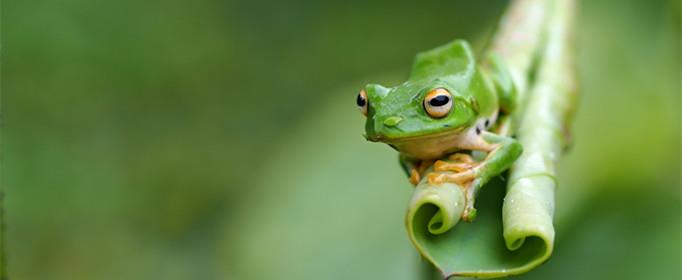 为什么青蛙比树跳的高