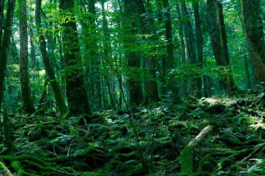 每年什么时候是森林防火戒严期