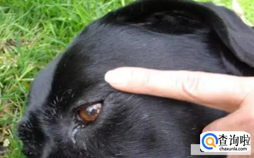 狗狗没气了已经软了怎么救