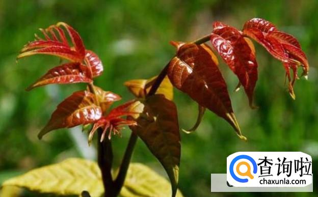 养殖椿树需要注意什么