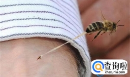 大熊猫被蜂群攻击熊没事饲养员被蛰 被蜂群蛰应该怎么处理？