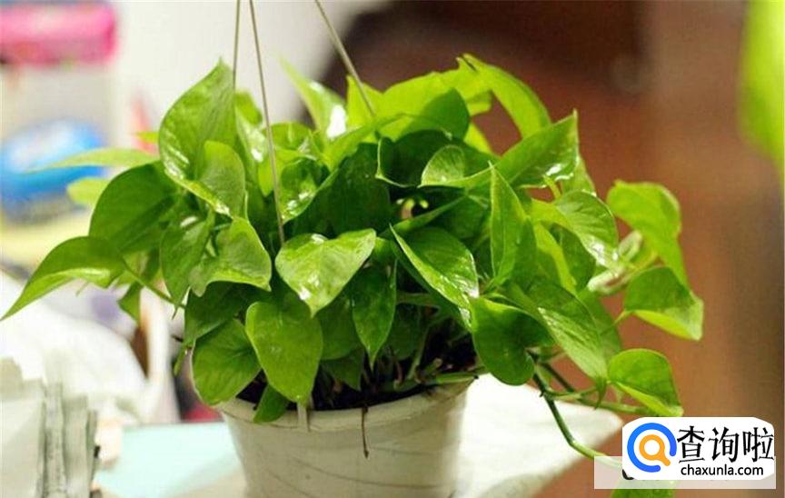 绿萝可以晒太阳吗