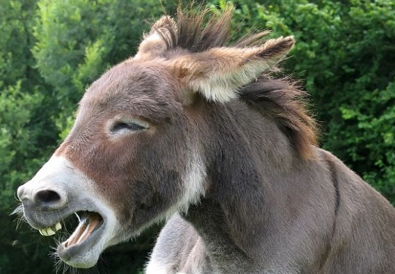 为什么驴那么犟