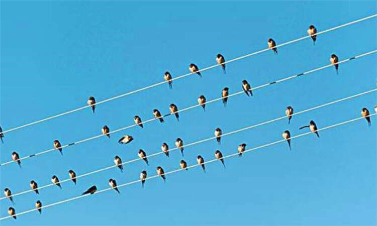 鸟为何能站在高压电线上