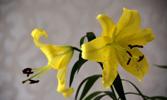 百合花花语是什么?