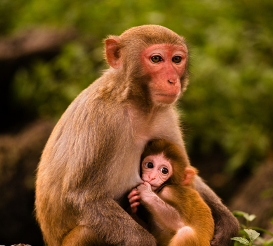 沐猴而冠开过什么生肖