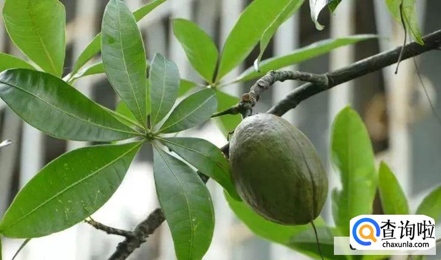 瓜栗怎么养护比较好