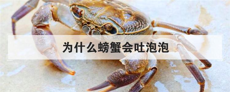 为什么螃蟹会吐泡泡