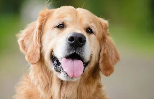 世界名犬排行榜前十