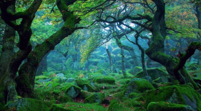 森林的主要作用有哪些