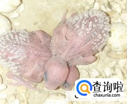 虎皮鹦鹉繁殖技巧