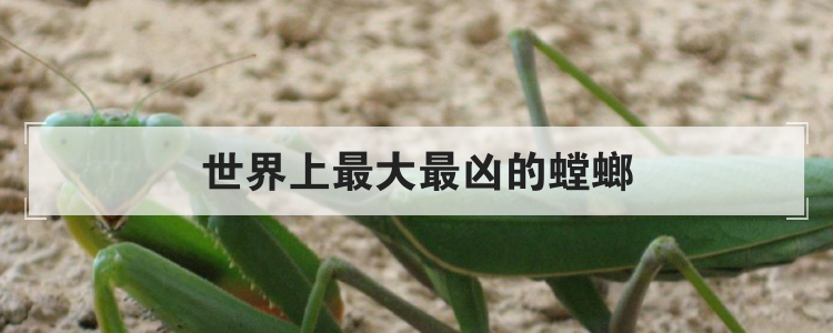 世界上最大最凶的螳螂