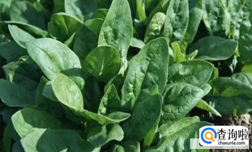 立春吃什么蔬菜有营养