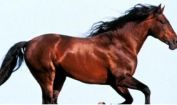 1978年属什么生肖