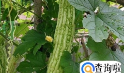 女人吃哪些菜可以减肥更快？