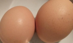 24小时饮食减肥计划早上吃啥减肥