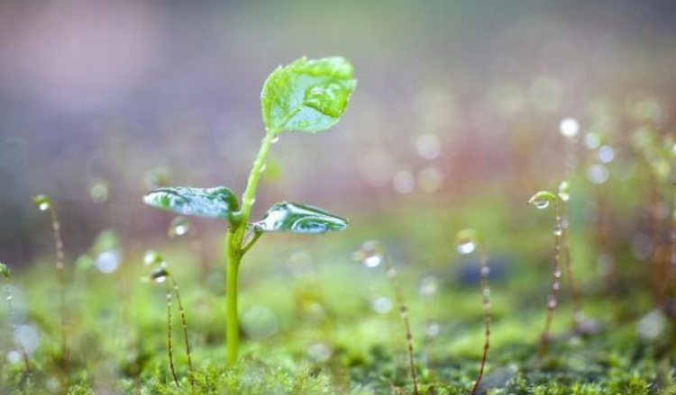 关于春天的诗有哪些