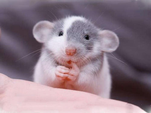 指鹿为马开过什么生肖