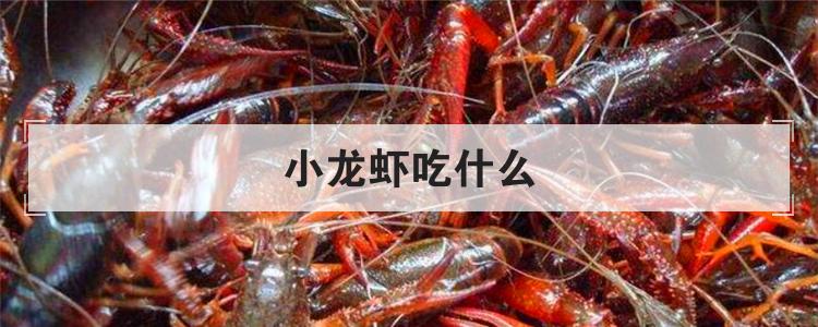 小龙虾吃什么